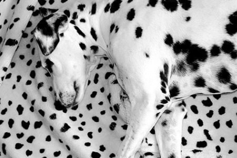 Download Wallpaper 2048x2048 Dalmatian, Lying, Dog, Blanket .