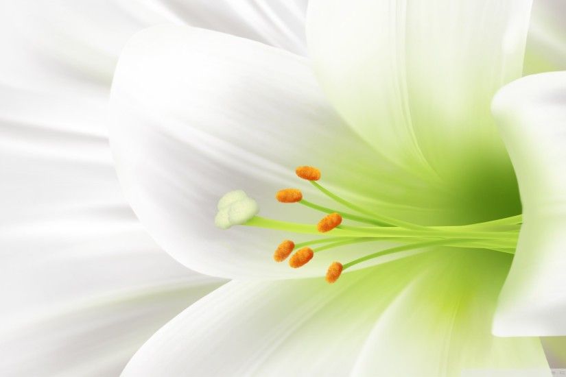 White Lily, Easter Flower HD Wide Wallpaper for 4K UHD Widescreen desktop &  smartphone