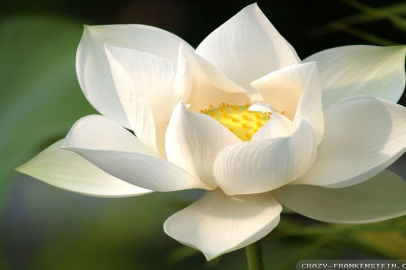 White Lotus Flower Wallpaper HD #811k ~ EasyOffer.net