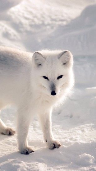 White Artic Fox Snow Winter Animal iPhone 6 wallpaper