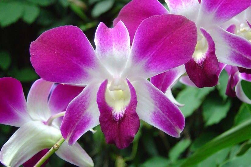 white and purple orchid flower