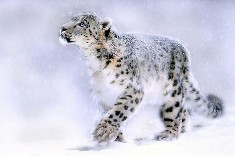 Snow Leopard Wallpapers HD Pictures | One HD Wallpaper Pictures .