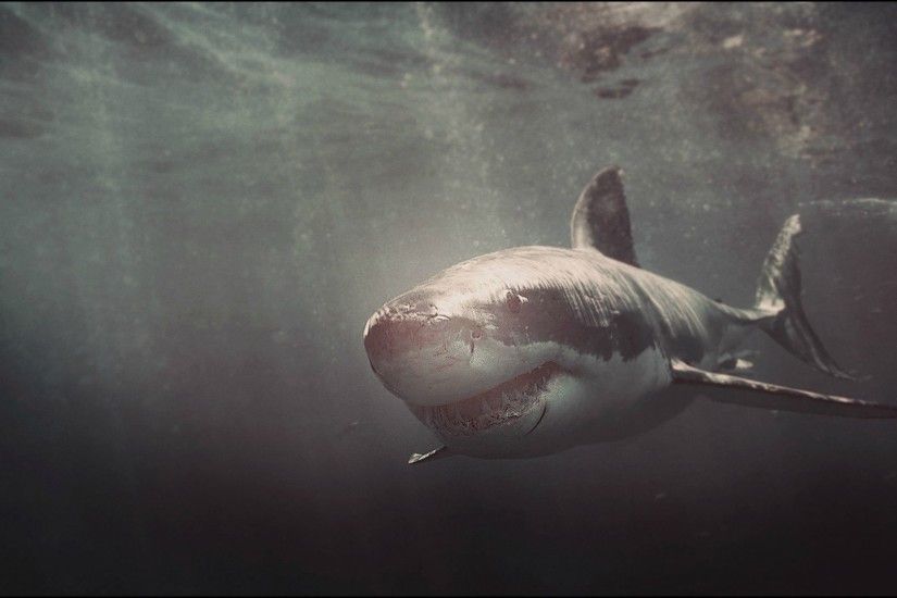 3) Great White Shark Wallpaper (1920x1080 HD) - Original:  http://www.wallsave.com/wallpapers/1...ark-412986.jpg