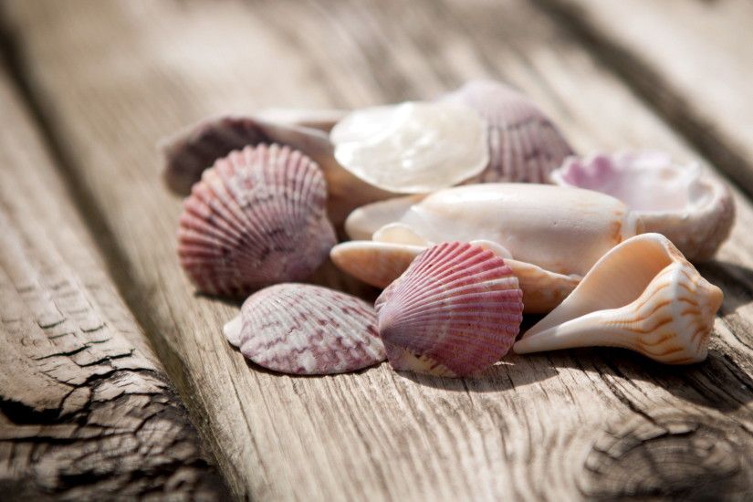 ... seashell-wallpapers-for-desktop-5 ...