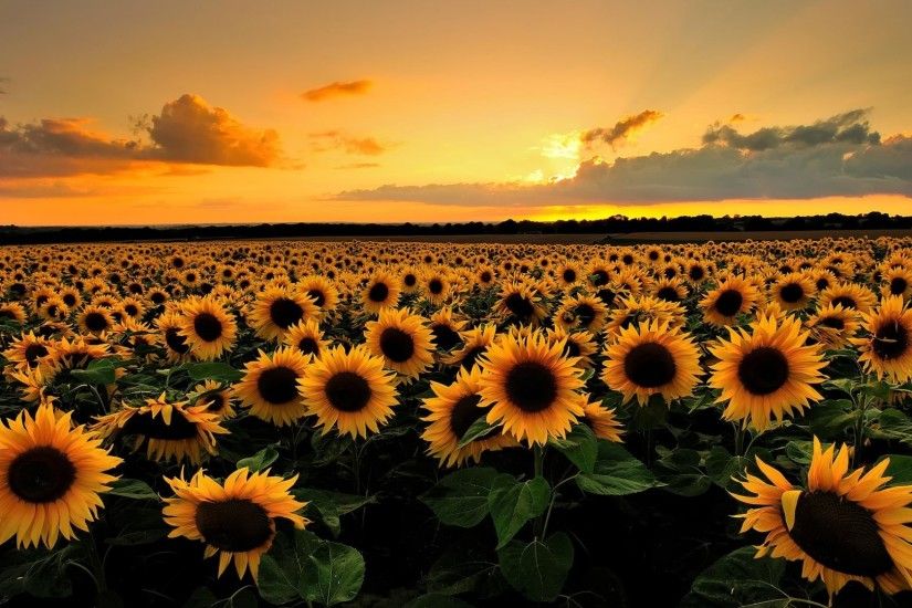 Beautiful Sunflower Field Wallpaper 32397