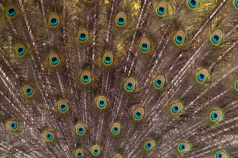White Peacock Feathers Wallpaper HD Wallpapers | Genovic.