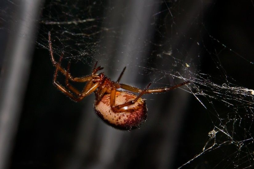 ... spider, spiderweb, insect, invertebrate, trap, cobweb, danger