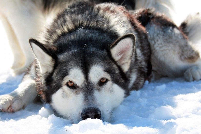Siberian Husky Dog Wallpaper For Desktop In HD 4K Resolution