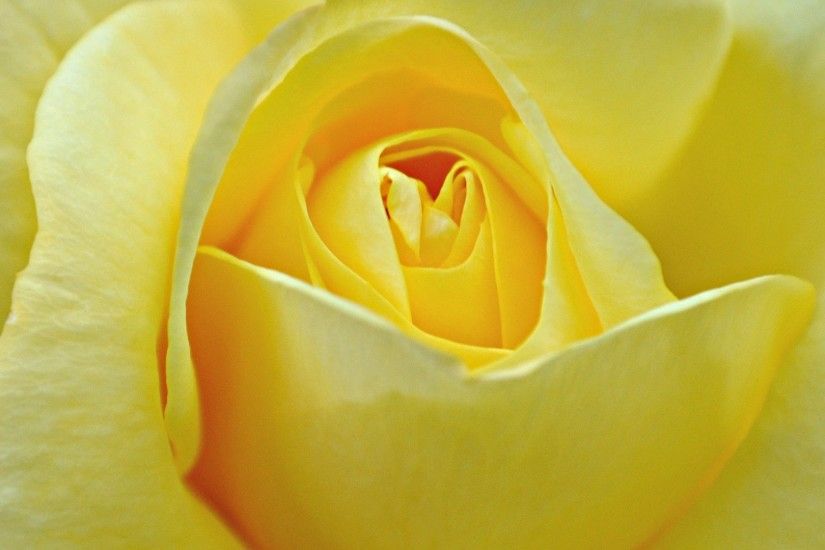 yellow rose wallpaper flower. Â«Â«