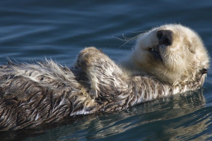 Sea Otter Wallpaper Other Animals Wallpapers