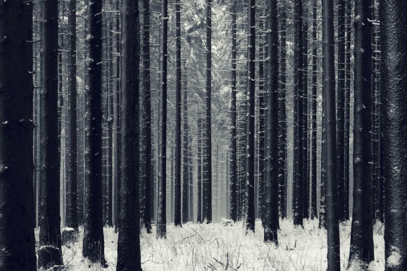 Snow Forest HD Wallpapers - PicVenue - HD Wallpapers