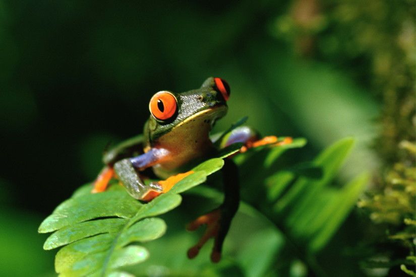Frogs Hintergrund called baum Frog