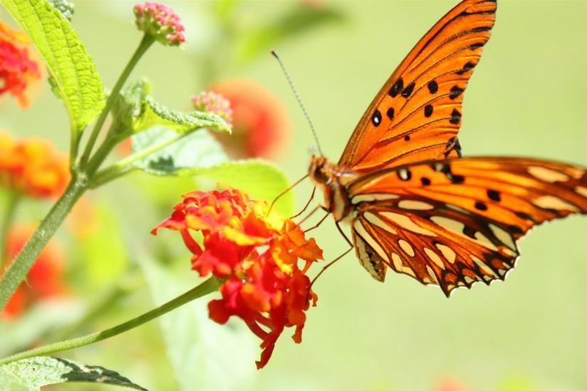 Butterfly and flowers 1080p hd photos nature.