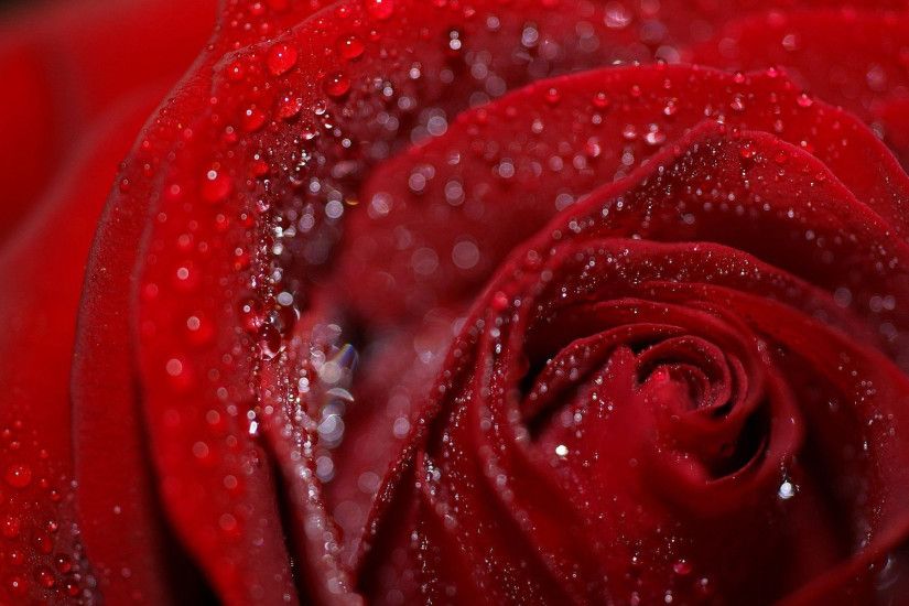 Valentine Roses Wallpapers Backgrounds 8