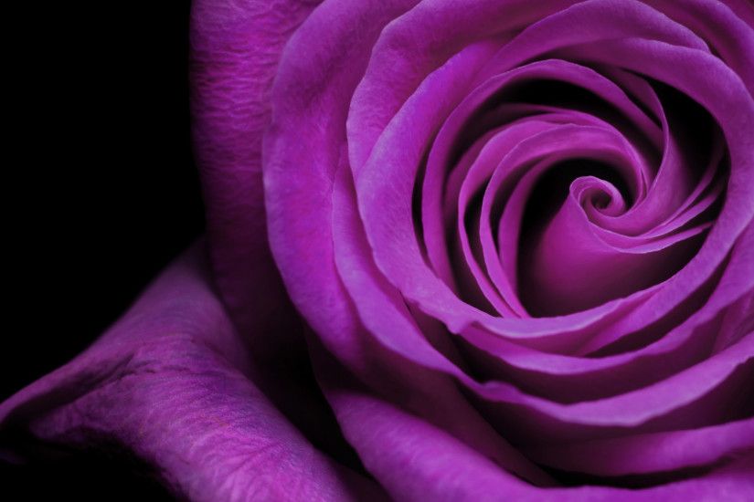 flower wallpapers purple desktop. Â«Â«