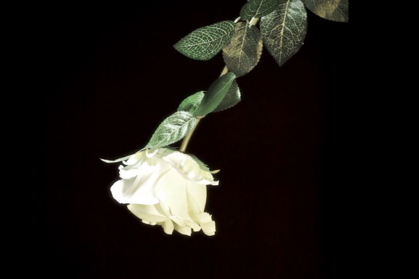 White rose black background. Close up of a white rose isolated on a black  background. Useful for Valentine's day, dating, anniversary etc.