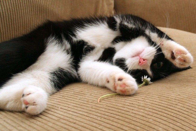 Cute playful black and white cat wallpaper