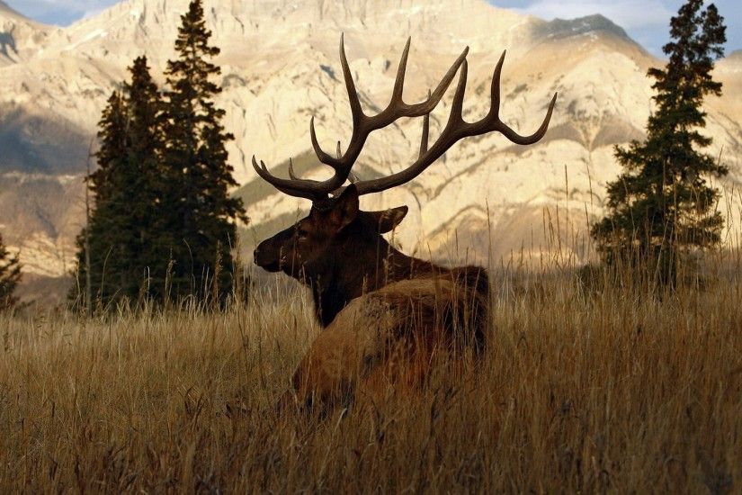 Hunting Desktop Backgrounds. Deer Hunting Desktop Backgrounds E