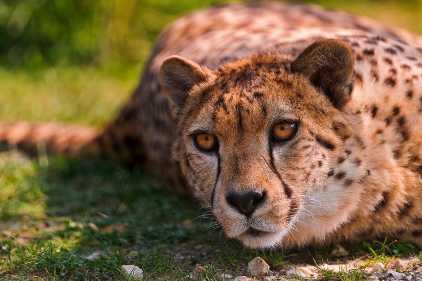 Cheetah beautiful eyes