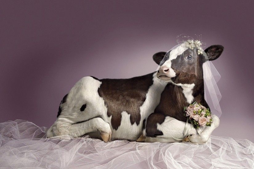 Bridal cow funny wallpapers and images