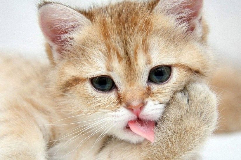 Cute Cat Backgrounds