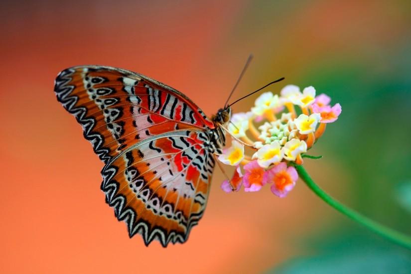 Butterfly On Coral Background