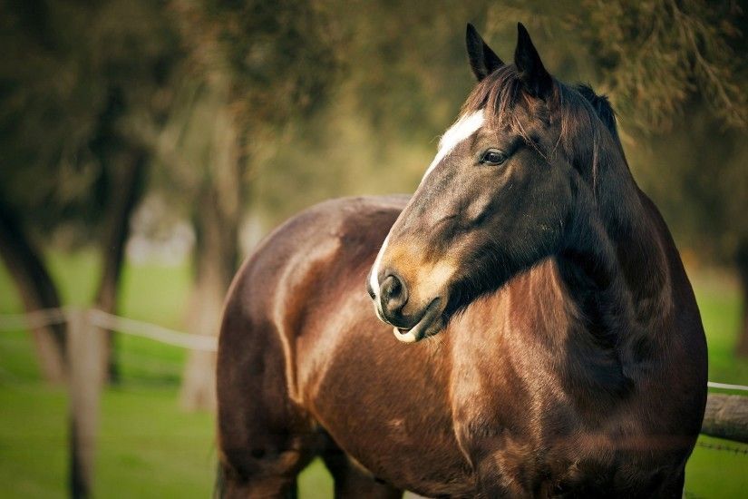 Beautiful Brown Horse Image
