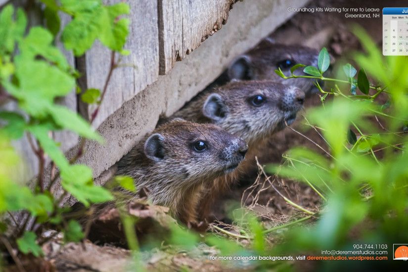 2014 07 July Wallpaper – Groundhog Kits waiting for me to Leave