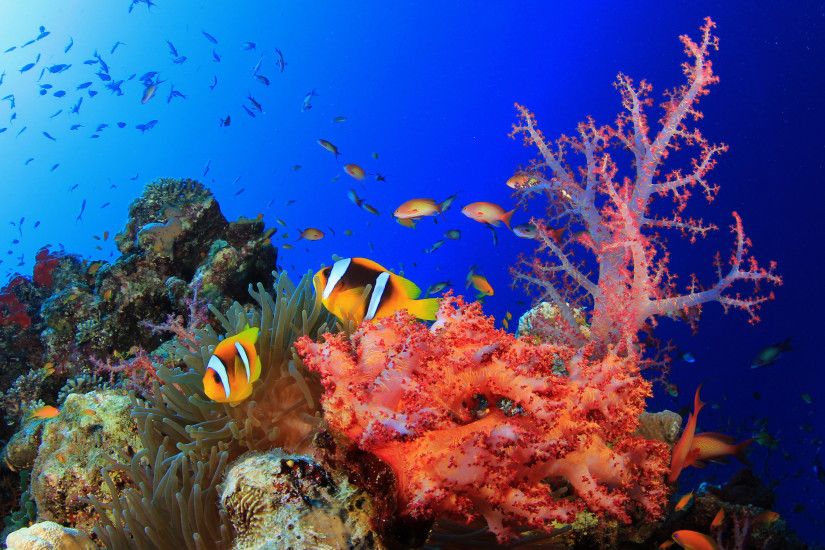 Explore and share Colorful Coral Reef Wallpaper on WallpaperSafari