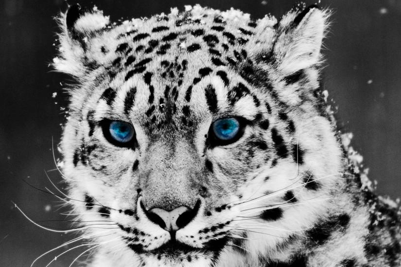 Preview wallpaper snow leopard, face, big cat, predator 1920x1080