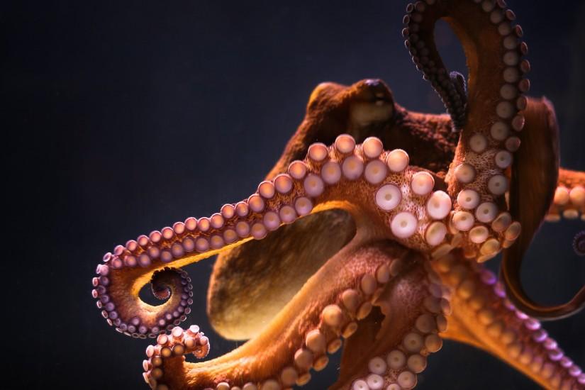 animals, Underwater, Octopus Wallpaper HD