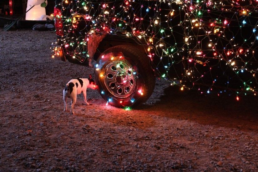 dog, Car, Christmas Lights Wallpapers HD / Desktop and Mobile Backgrounds