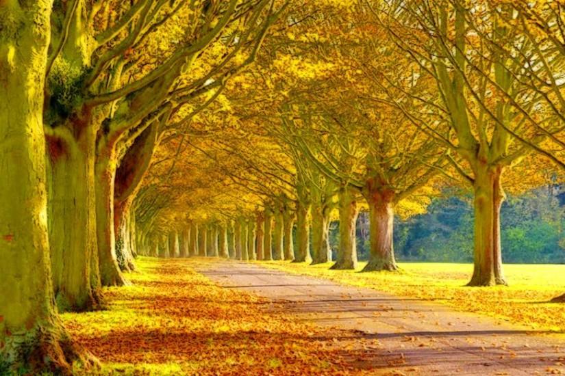 Wallpapers For > Beautiful Fall Scenery Background