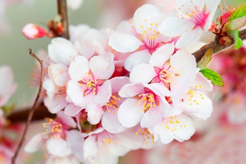 Cherry Blossom HD Wallpaper - WallpaperSafari Cherry Blossom Desktop  Backgrounds - 52DazheW Gallery ...