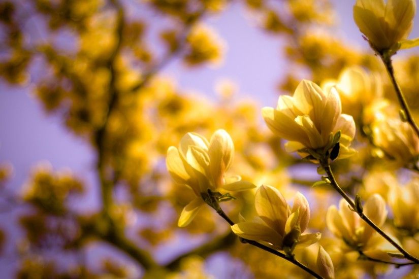 Yellow magnolia HD Desktop Wallpaper