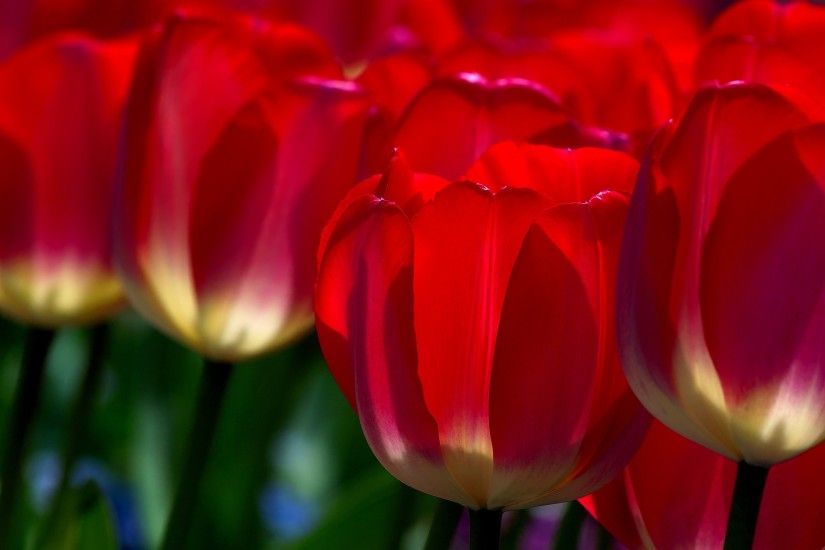 red flowers wallpaper A5 tulip. Â«Â«