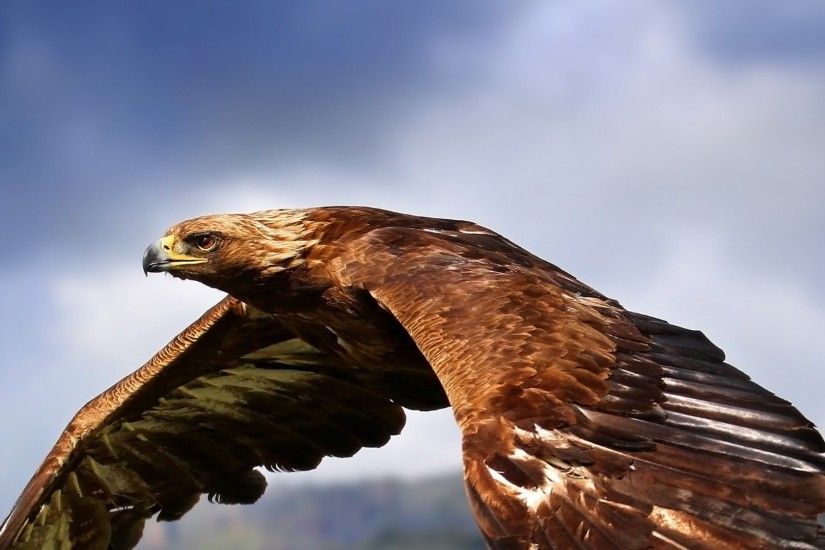 2560x1080 Wallpaper eagle, birds, predators, flight, wings, flap