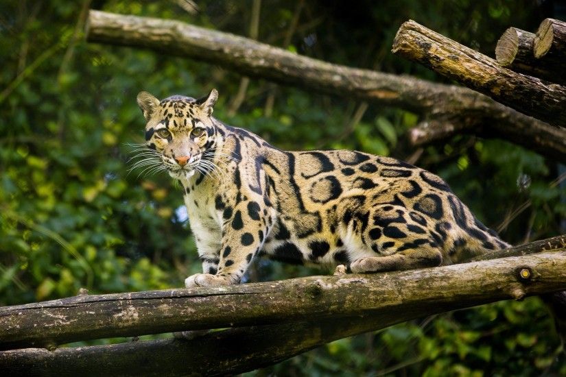 Clouded-Leopard-Wallpapers-11 - Animals Planent.