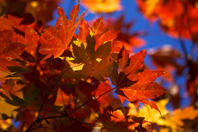 ... Fall Leaves Pictures Season Autumn Fall Leaves Desktop Wallpaper .