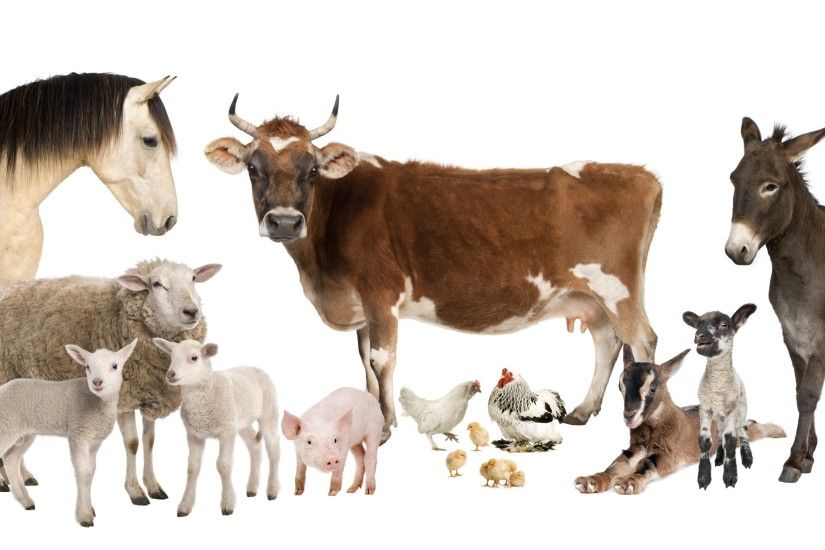 Animal - Farm Animals Wallpaper