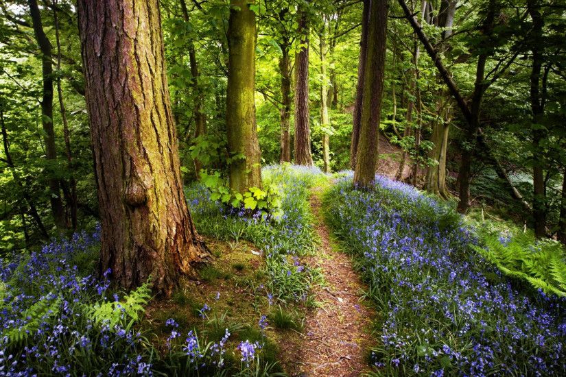 beautiful spring forest wallpaper