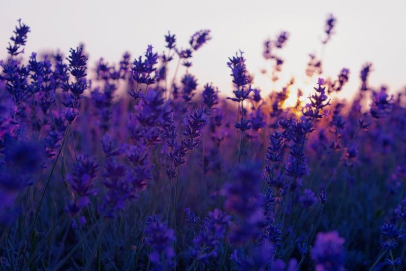 nature, Flowers, Landscape, Lavender, Purple Flowers Wallpapers HD /  Desktop and Mobile Backgrounds