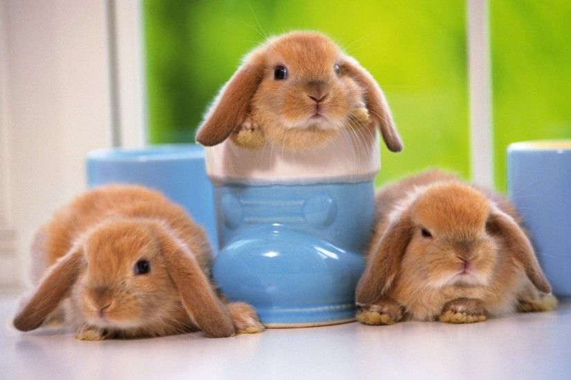 Loveable Little Creatures : Baby Rabbits, The most Loveable Baby Bunny and  Rabbits in the world. Gorgeous photography of Rabbits