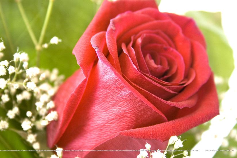 Beautiful Rose Flowers With Love Quotes Free Wallpaper | wallpapers hd |  Pinterest | Beautiful rose flowers, Beautiful roses and Rose flowers