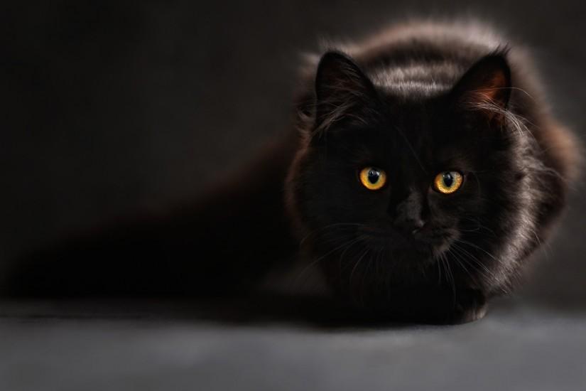 Black Cat wallpaper ·① Download free cool full HD backgrounds for