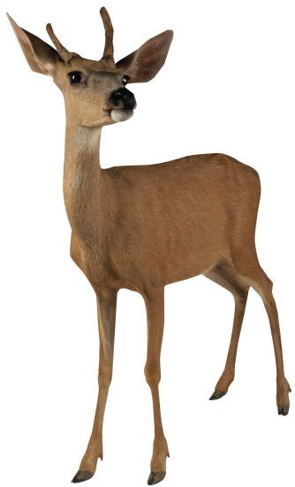Deer PNG image image with transparent background