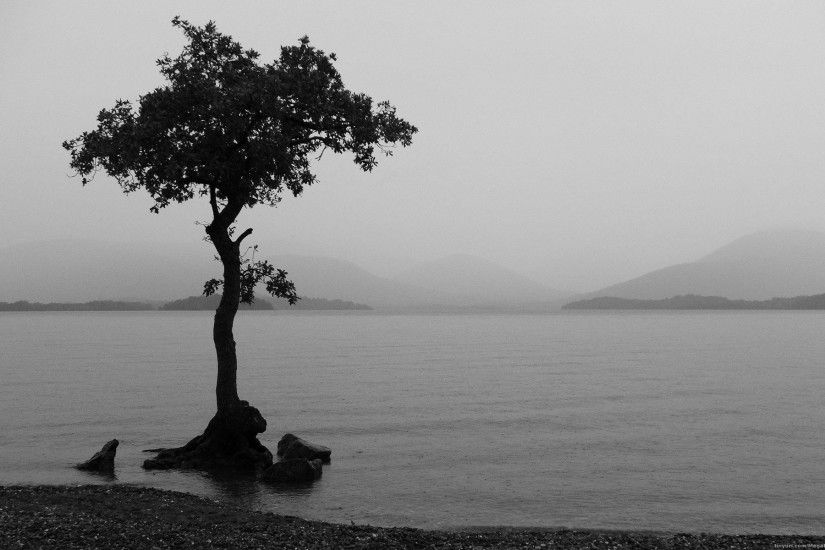 Photography - Black & White Tree Lonely Tree Lake Earth Nature Wallpaper