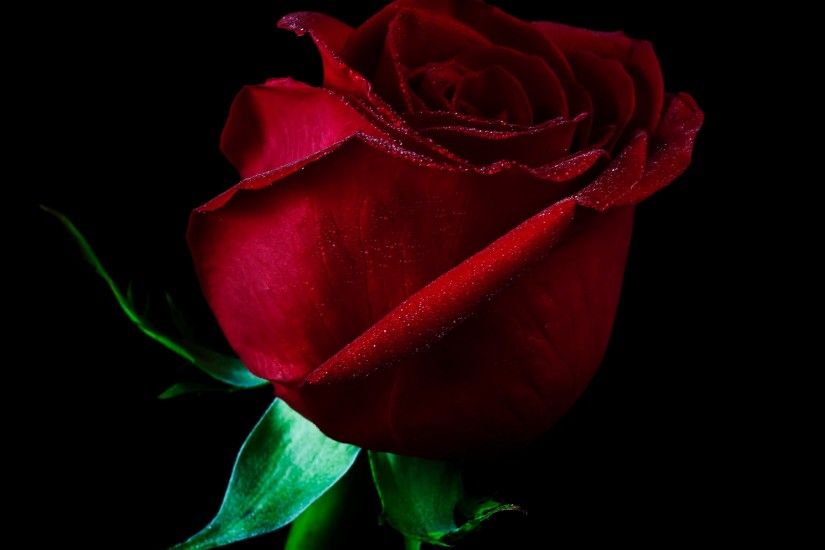... Red Rose Against Black Background Stock Photos & Red Rose Against .