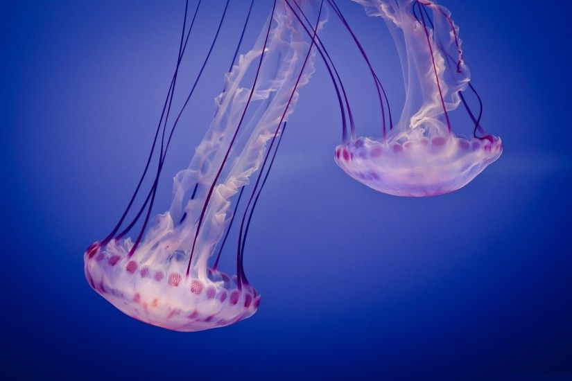 Jellyfish-Wallpaper-Download-Free