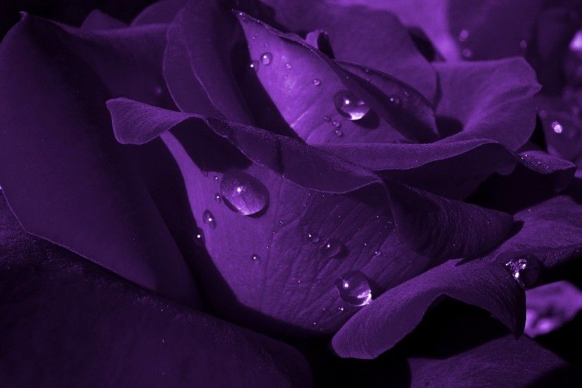 Purple Rose Wallpaper Wide Bhstormcom 2560x1440